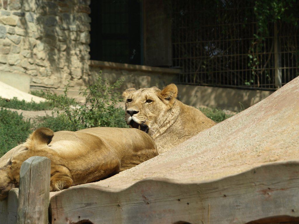 zoo__345_.JPG